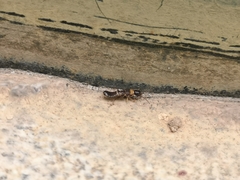 Reticulitermes flaviceps