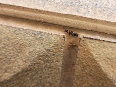 Reticulitermes flaviceps