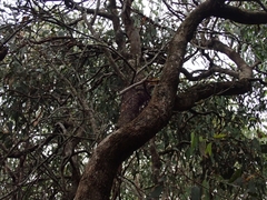 Eucalyptus longifolia