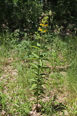 Lysimachia verticillaris