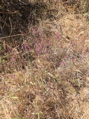Clarkia unguiculata