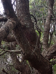 Eucalyptus longifolia