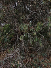 Eucalyptus longifolia