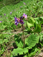 Primula amoena