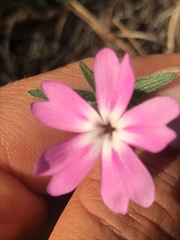 Phlox speciosa