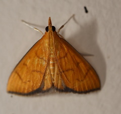 Anania perflavalis