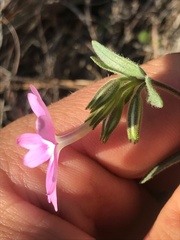 Phlox speciosa
