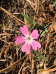 Phlox speciosa