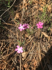 Phlox speciosa