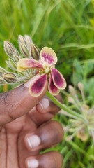 Pelargonium schlechteri