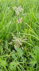 Pelargonium schlechteri