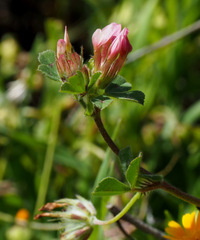 Trifolium eriosphaerum