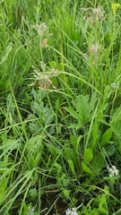 Pelargonium schlechteri
