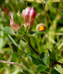 Trifolium eriosphaerum