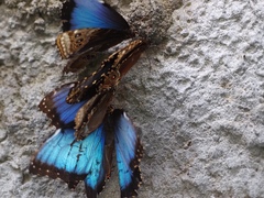 Morpho helenor