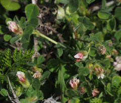 Trifolium eriosphaerum