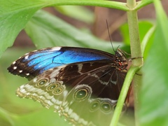Morpho helenor