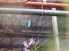 Morpho helenor