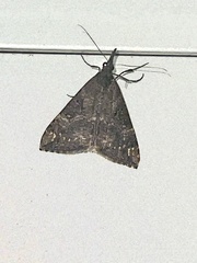 Hypena obsitalis