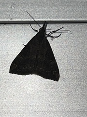 Hypena obsitalis