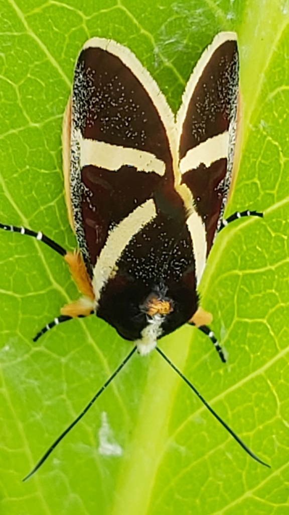 Aegocera fervida