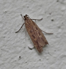 Helcystogramma triannulella