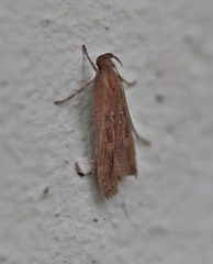 Helcystogramma triannulella