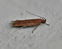 Helcystogramma triannulella