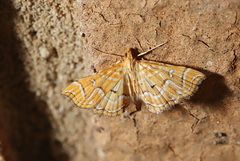 Musotima ochropteralis