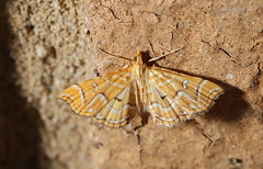 Musotima ochropteralis