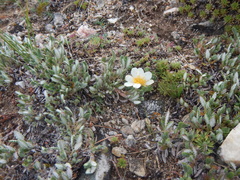 Dryas sumneviczii