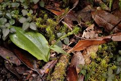 Platanthera stenoglossa