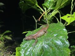 Gelanesaurus flavogularis