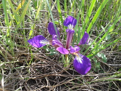 Iris pontica
