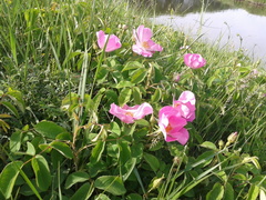 Rosa crenatula