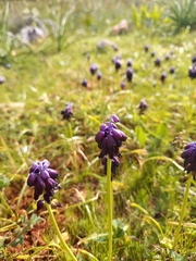 Muscari commutatum