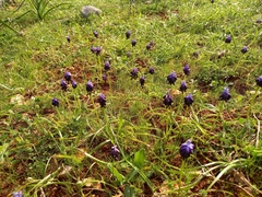 Muscari commutatum