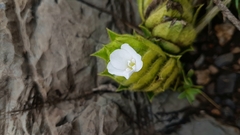 Barleria macrostegia