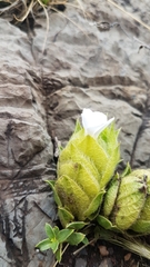 Barleria macrostegia