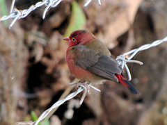 Lagonosticta senegala
