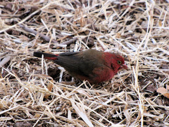 Lagonosticta senegala