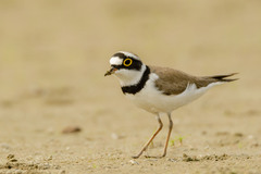 Little Ringed Plover photo 4