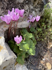 Cyclamen persicum