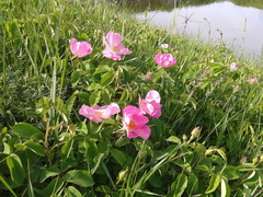 Rosa crenatula