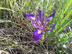 Iris pontica