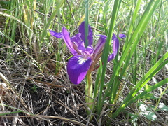Iris pontica