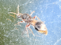 Ephutomorpha bivulnerata