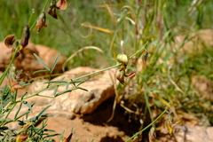 Crotalaria dinteri