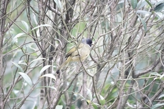 Spizixos semitorques