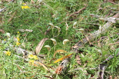 Pterostylis coccina